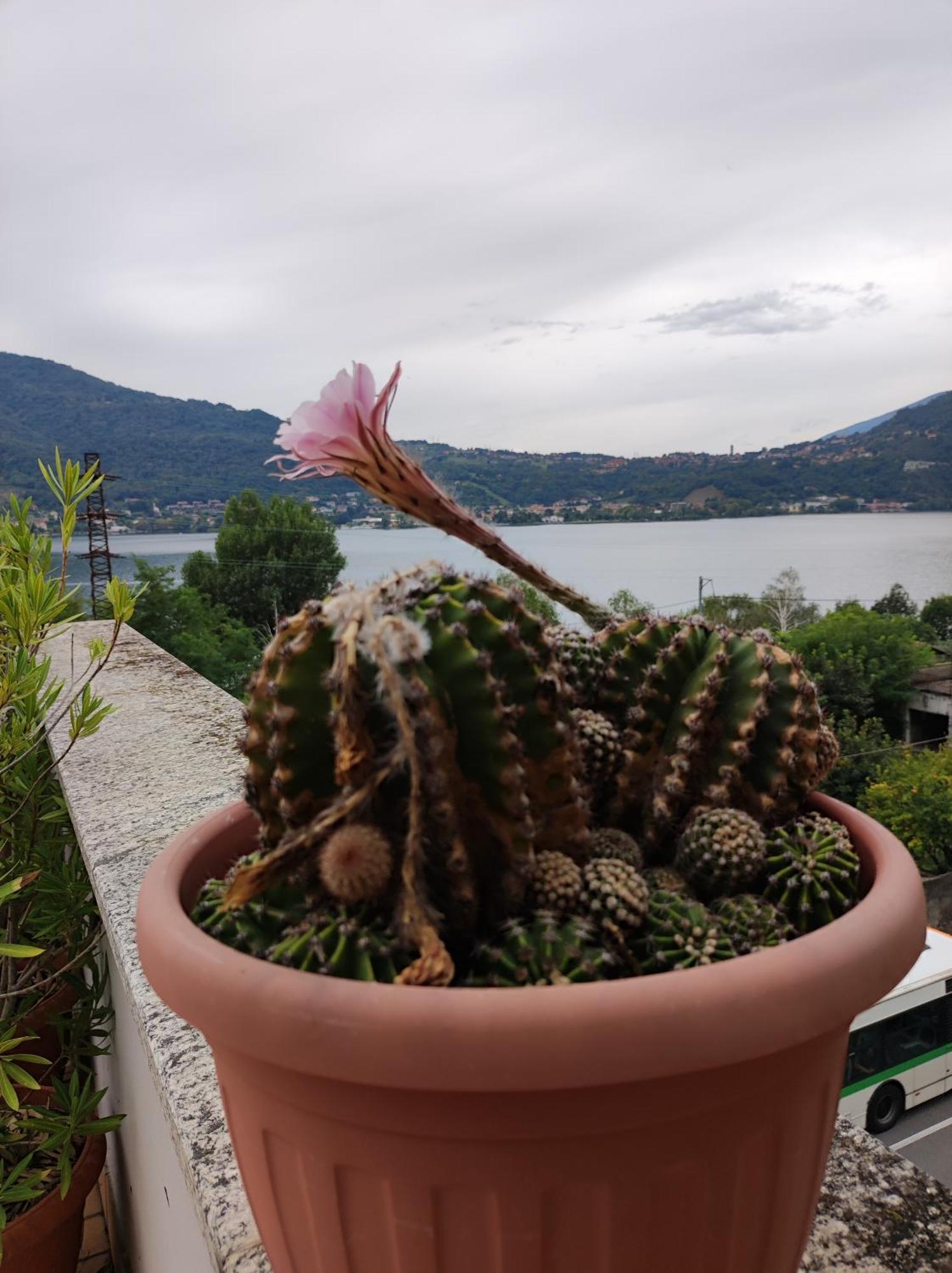 Terrazzo Sul Lago Lecco Exteriör bild